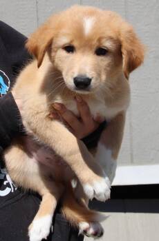 Border Collie and Mixed Breed Dogs Available for Adoption in Vacaville, California - Hamilton | PetCurious