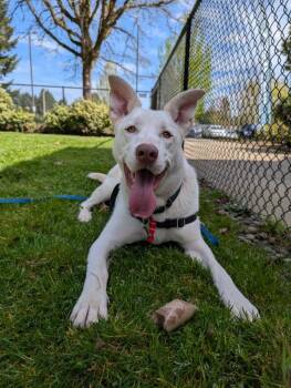 Goofy -  Mixed Breed Dog for Adoption in Vancouver, Washington - Goofy | PetCurious