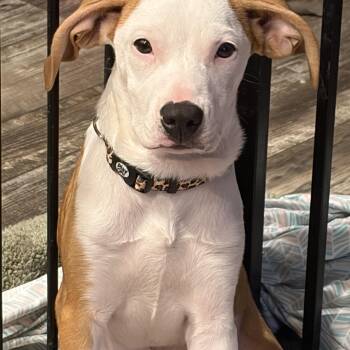 Rachael -  Mixed Breed Dog for Adoption - Rachael | PetCurious