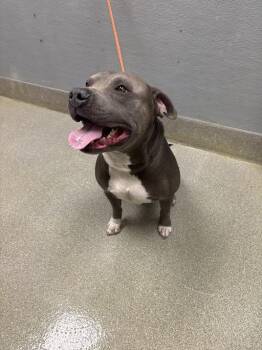 Pit Bull Terrier Dogs Available for Adoption in Las Vegas, Nevada - JUICE BOX | PetCurious