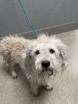MISTER -  Terrier Dog for Adoption in Las Vegas, Nevada - MISTER | PetCurious