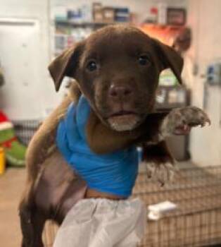 Chase -  Mixed Breed Dog for Adoption in West Chester, Pennsylvania - Chase | PetCurious