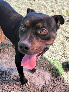 Rescue Pit Bull Terrier Dogs for Adoption in Hornell, New York - Shadow | PetCurious