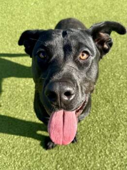 Rescue Mixed Breed Dogs for Adoption in Wichita, Kansas - Chloe Elizabeth Hound | PetCurious