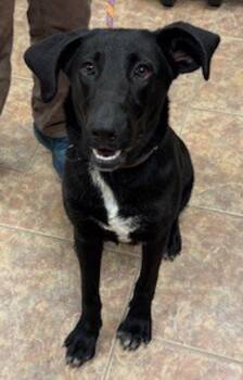 Labrador Retriever Dogs Available for Adoption in Littleton, Colorado - Pilot | PetCurious