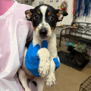 Yuli -  Australian Cattle Dog Blue Heeler Dog for Adoption in Edinburg, Texas - Yuli | PetCurious
