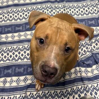 American Staffordshire Terrier Dogs Available for Adoption - Yuji | PetCurious