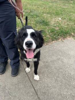 Mixed Breed Dogs Available for Adoption - SARA | PetCurious