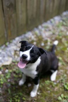 Cher -  Mixed Breed Dog for Adoption - Cher | PetCurious