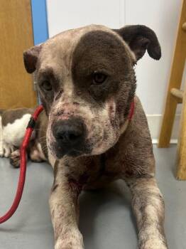 Mocking Bird -  Pit Bull Terrier Dog for Adoption in Hartsville, South Carolina - Mocking Bird | PetCurious