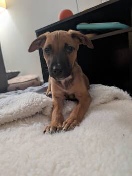 Milo -  Hound Dog for Adoption in Plain City, Ohio - Milo | PetCurious