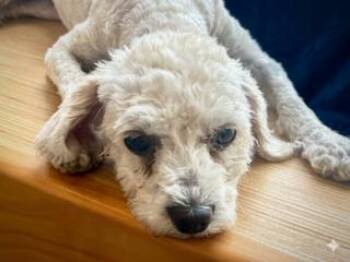 Miniature Poodle Dogs Available for Adoption in Ladson, South Carolina - Myrtle | PetCurious