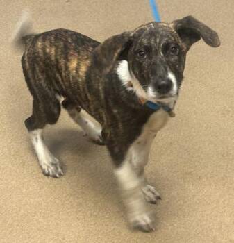 Clark -  Mixed Breed Dog for Adoption in Chamblee, Georgia - Clark | PetCurious