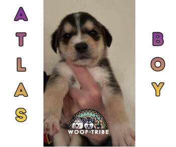  -  Siberian Husky and Labrador Retriever Dog Available for Adoption in Missoula, Montana | PetCurious