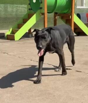 Nadia -  Labrador Retriever Dog for Adoption in Denver, Colorado - Nadia | PetCurious