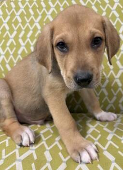 Foxglove -  Great Pyrenees and Mixed Breed Dog for Adoption in Lawrenceville, Georgia - Foxglove | PetCurious