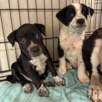 Rescue Australian Cattle Dog Blue Heeler and Labrador Retriever Dogs for Adoption in Amory, Mississippi - LouAnne 082702 | PetCurious