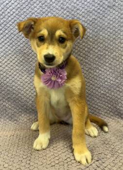 Lolly Lovely -  Shepherd and Jack Russell Terrier Dog for Adoption in Lodi, California - Lolly Lovely | PetCurious