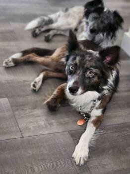 Dash -  Australian Shepherd and Australian Cattle Dog Blue Heeler Dog for Adoption in Paso Robles, California - Dash | PetCurious