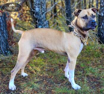 Rescue Mixed Breed Dogs for Adoption in Grayling, Michigan - Aries | PetCurious