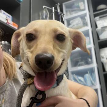 Mixed Breed Dogs Available for Adoption in Decatur, Georgia - Guppy | PetCurious