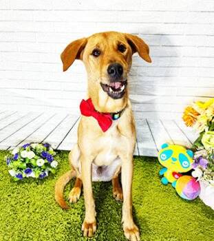 CAM -  Labrador Retriever Dog for Adoption in Castro Valley, California - CAM | PetCurious