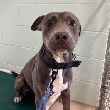 Nelson -  Mixed Breed Dog for Adoption in Newark, New Jersey - Nelson | PetCurious