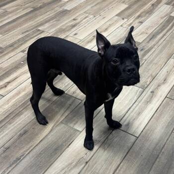 Drogon -  Mixed Breed and Boxer Dog for Adoption in Henderson, Kentucky - Drogon | PetCurious