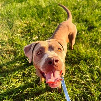 Panama (Sponsored) -  Cane Corso and Mixed Breed Dog for Adoption in East St. Louis, Illinois - Panama (Sponsored) | PetCurious
