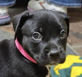Pointer and Labrador Retriever Dogs Available for Adoption - Janis Joplin | PetCurious