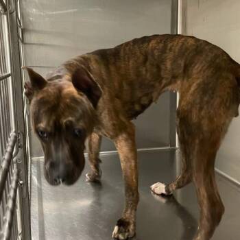 Greta -  Terrier Dog for Adoption in Des Moines, Iowa - Greta | PetCurious