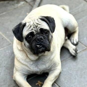 Rescue Pug and Bulldog Dogs for Adoption in Alvin, Texas - Tigger | PetCurious