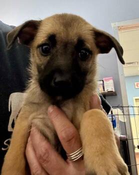 Clover -  Labrador Retriever Dog for Adoption in Jefferson, New Jersey - Clover | PetCurious