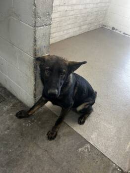 Rescue German Shepherd Dog Dogs for Adoption in San Bernardino, California - ROBERTO | PetCurious