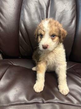 Mesmer -  Terrier and Poodle Dog for Adoption in Carson City, Nevada - Mesmer | PetCurious