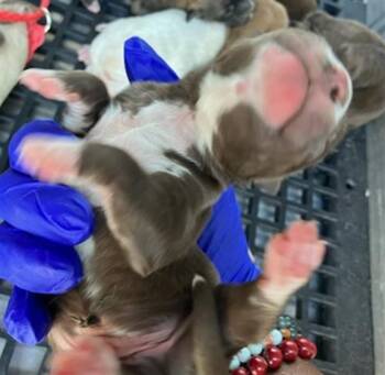 SPARK -  Mixed Breed Dog for Adoption in Dallas, Texas - SPARK | PetCurious