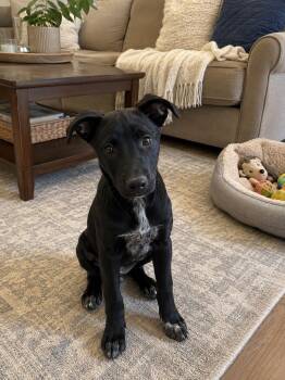 Raven -  Labrador Retriever Dog for Adoption in Russiaville, Indiana - Raven | PetCurious