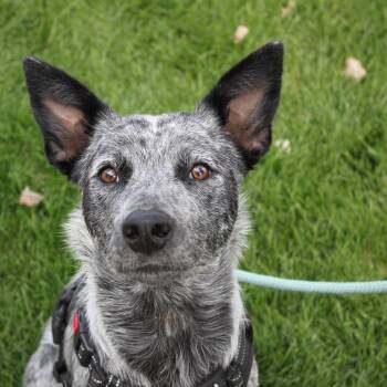 Australian Cattle Dog Blue Heeler Dogs Available for Adoption - Juniper | PetCurious