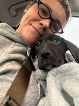 Great Dane Dogs Available for Adoption - Pearl | PetCurious