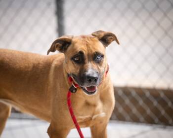 Rescue Shepherd Dogs for Adoption in Twentynine Palms, California - Leonie | PetCurious