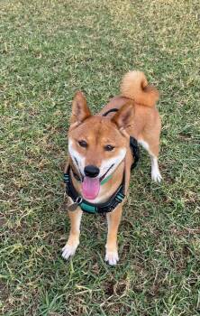 Subie -  Shiba Inu Dog for Adoption in Los Angeles, California - Subie | PetCurious