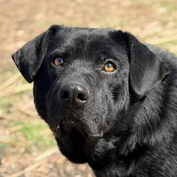 Mixed Breed Dogs Available for Adoption in Huntington, West Virginia - Atari | PetCurious