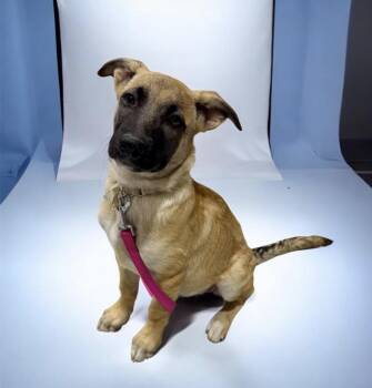 Caldwell -  Shepherd Dog for Adoption in Alvin, Texas - Caldwell | PetCurious
