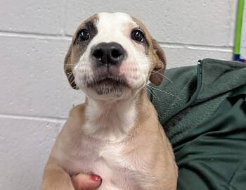 Aphrodite -  Mastiff and Labrador Retriever Dog for Adoption in Columbus, Indiana - Aphrodite | PetCurious