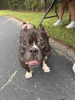 Billie W. -  American Bulldog and Mixed Breed Dog for Adoption in Gainesville, Florida - Billie W. | PetCurious