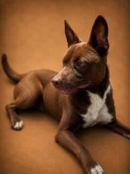 Nugget -  Pit Bull Terrier Dog for Adoption in Chuckey, Tennessee - Nugget | PetCurious