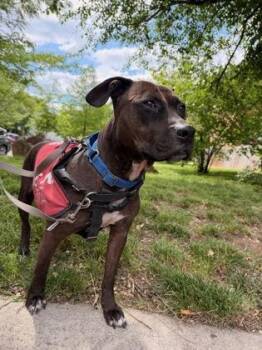 Sun -  Mixed Breed Dog for Adoption in West Chester, Pennsylvania - Sun | PetCurious