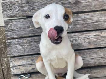 Rescue Pit Bull Terrier and Mixed Breed Dogs for Adoption in Tulsa, Oklahoma - PINKY | PetCurious