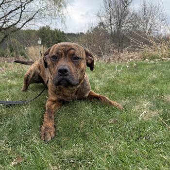 Pit Bull Terrier Dogs Available for Adoption in Reading, Vermont - Karoo | PetCurious