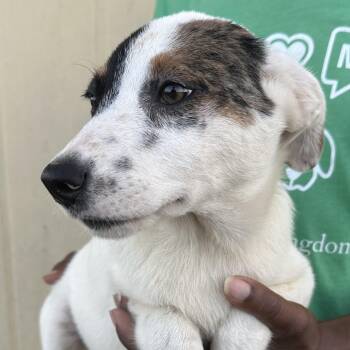 Jane - Local July 10-12 -  Labrador Retriever Dog for Adoption in Brookshire, Texas - Jane - Local July 10-12 | PetCurious